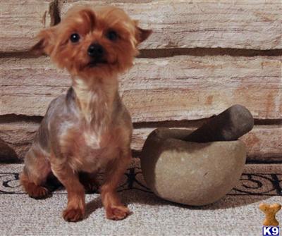 Dogs for Sale in TX